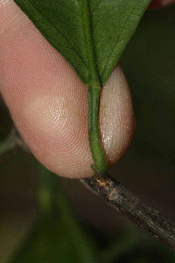              Petiole (Riverside, CA)       